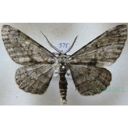 Hypomecis roboraria (Denis & Schiffermüller, 1775) male Przylepek nadębek Czech57f